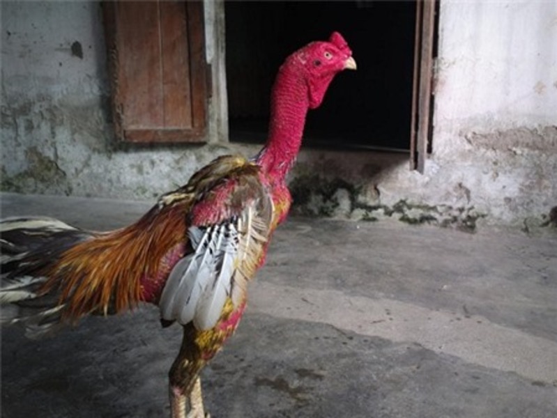 Các trận thi đấu bất bại của Xám Thần trong suốt sự nghiệp