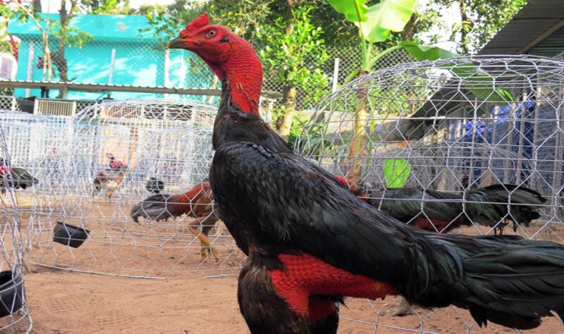 Gà chọi nòi máu chiến